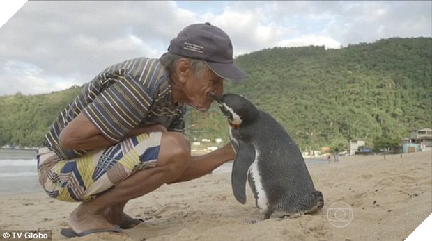 Chú chim cánh cụt vượt 8000km mỗi năm để về thăm ân nhân - Ảnh 3.