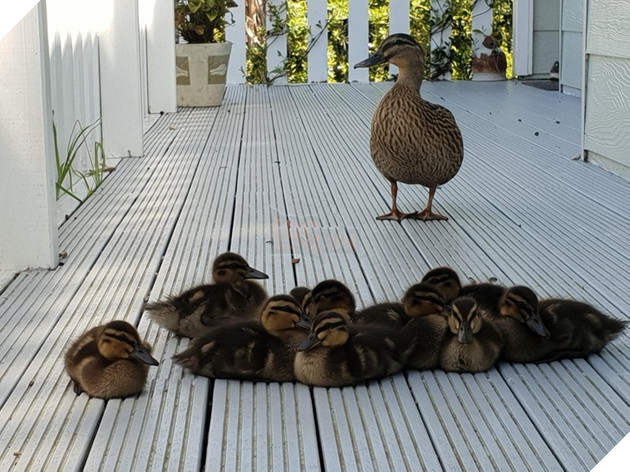18 bằng chứng cho thấy các bé động vật khi còn nhỏ đều rất dễ thương và được các con sen yêu mến hết mực 12