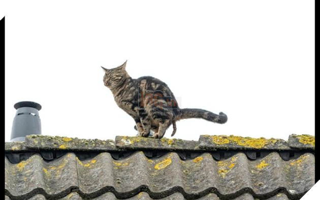 Mèo lên nóc nhà rồi không xuống được, Sen liền kêu cứu hỏa tới cứu nhưng hóa ra là nó đang chuẩn bị đi nặng 2