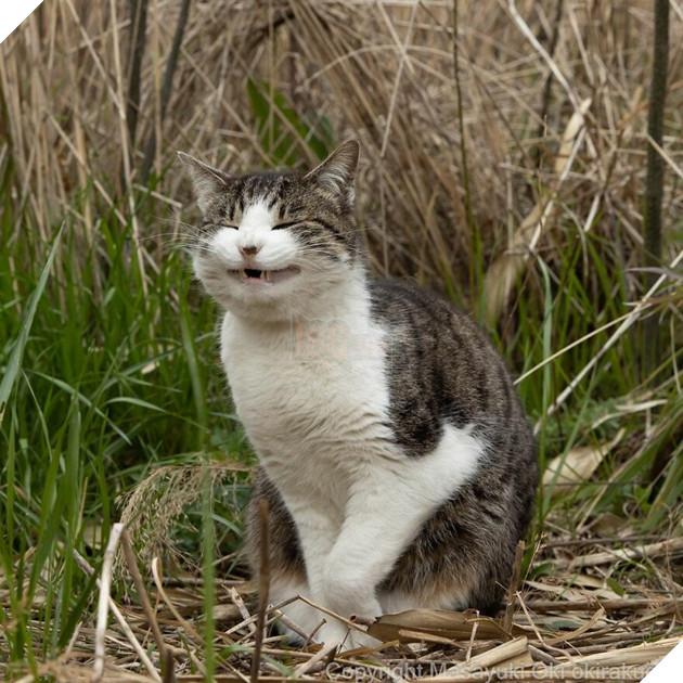 40 bức hình cực đáng yêu các bé mèo hoang tại Nhật bản khiến cho bạn cảm thấy hạnh phúc 39