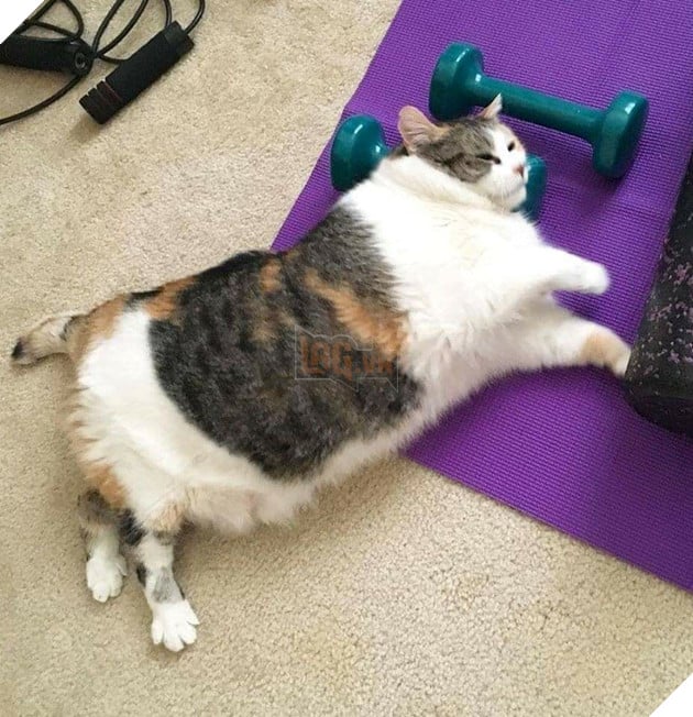 24 bằng chứng cho thấy mèo là loài vật vui tính luôn khiến cho các con sen phải mỉm cười hạnh phúc 10