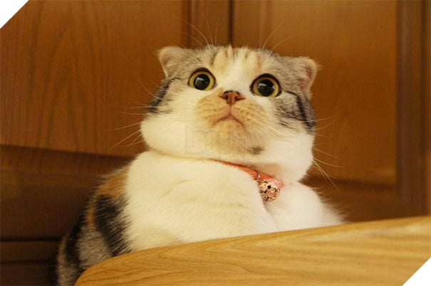 24 bằng chứng cho thấy mèo là loài vật vui tính luôn khiến cho các con sen phải mỉm cười hạnh phúc 12