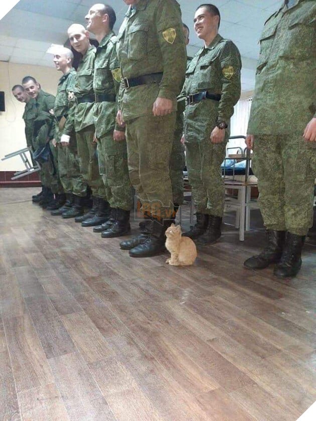 24 bằng chứng cho thấy mèo là loài vật vui tính luôn khiến cho các con sen phải mỉm cười hạnh phúc 13