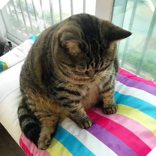 24 bằng chứng cho thấy mèo là loài vật vui tính luôn khiến cho các con sen phải mỉm cười hạnh phúc 15