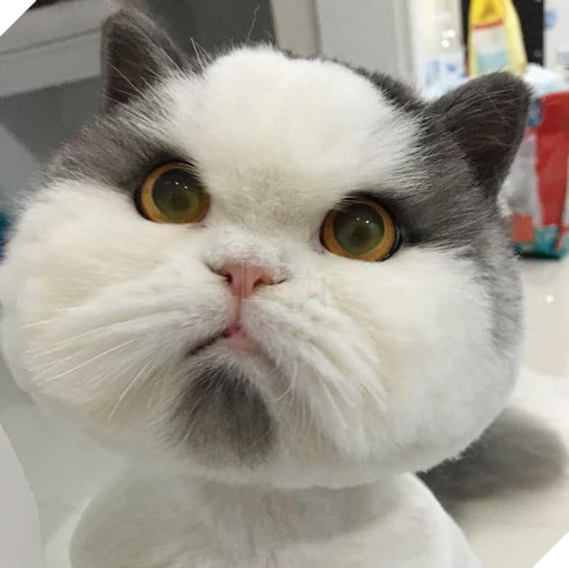 24 bằng chứng cho thấy mèo là loài vật vui tính luôn khiến cho các con sen phải mỉm cười hạnh phúc 18