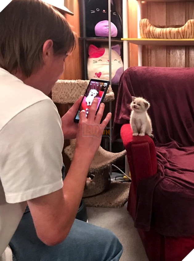 24 bằng chứng cho thấy mèo là loài vật vui tính luôn khiến cho các con sen phải mỉm cười hạnh phúc