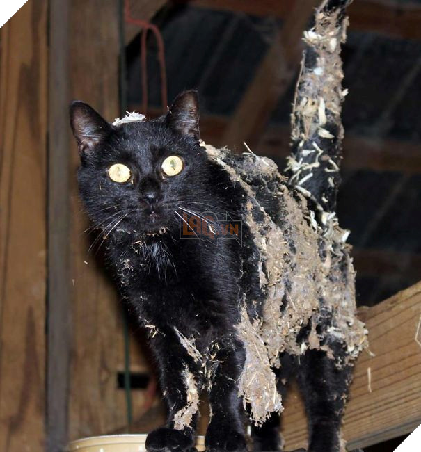 24 bằng chứng cho thấy mèo là loài vật vui tính luôn khiến cho các con sen phải mỉm cười hạnh phúc 23