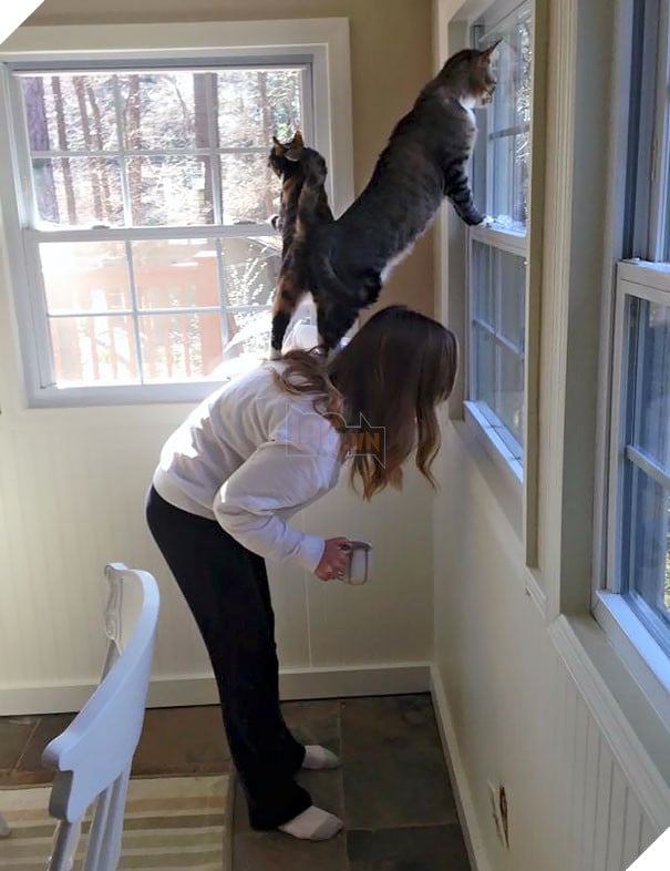 24 bằng chứng cho thấy mèo là loài vật vui tính luôn khiến cho các con sen phải mỉm cười hạnh phúc 9