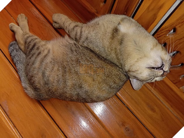 24 bằng chứng cho thấy mèo là loài vật vui tính luôn khiến cho các con sen phải mỉm cười hạnh phúc 3