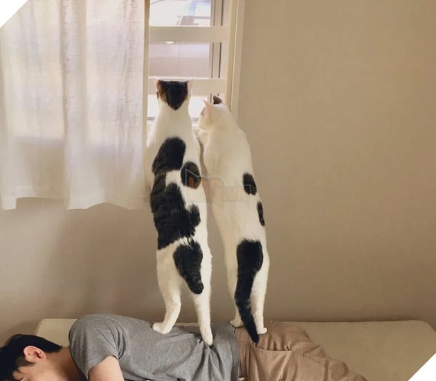 24 bằng chứng cho thấy mèo là loài vật vui tính luôn khiến cho các con sen phải mỉm cười hạnh phúc 7