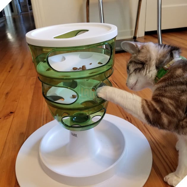 Các nhà khoa học chứng minh được rằng lũ mèo lười biếng là do bản năng, chứ không cần luyện tập - Ảnh 2.