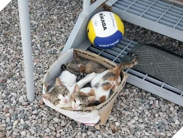 21 hình ảnh các bé động vật được sống trong sự yêu thương của con người khiến cho bạn cảm thấy ấm lòng 13