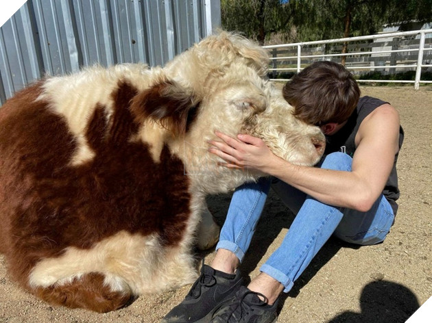 21 hình ảnh các bé động vật được sống trong sự yêu thương của con người khiến cho bạn cảm thấy ấm lòng 14