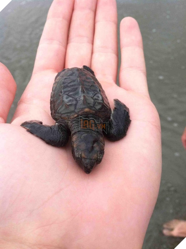 21 hình ảnh các bé động vật được sống trong sự yêu thương của con người khiến cho bạn cảm thấy ấm lòng 16