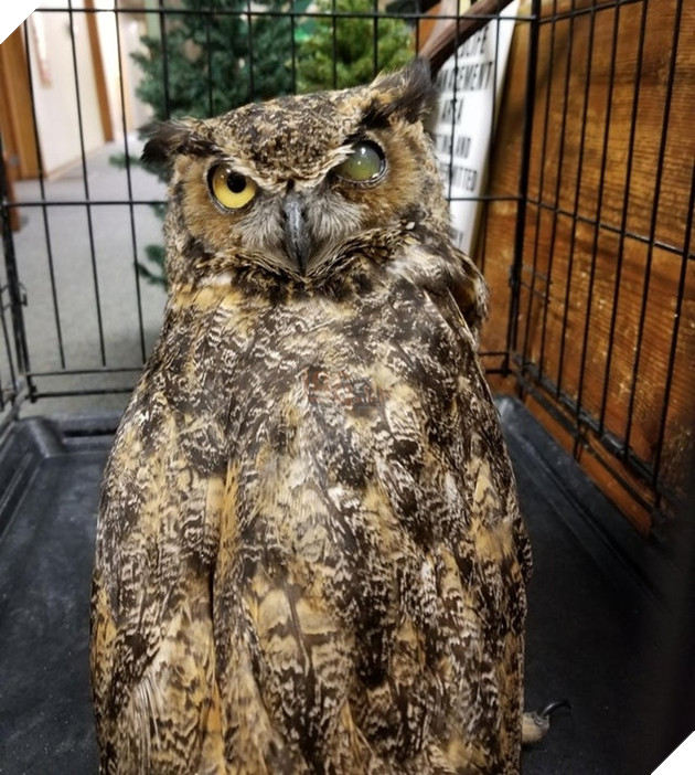 21 hình ảnh các bé động vật được sống trong sự yêu thương của con người khiến cho bạn cảm thấy ấm lòng 17