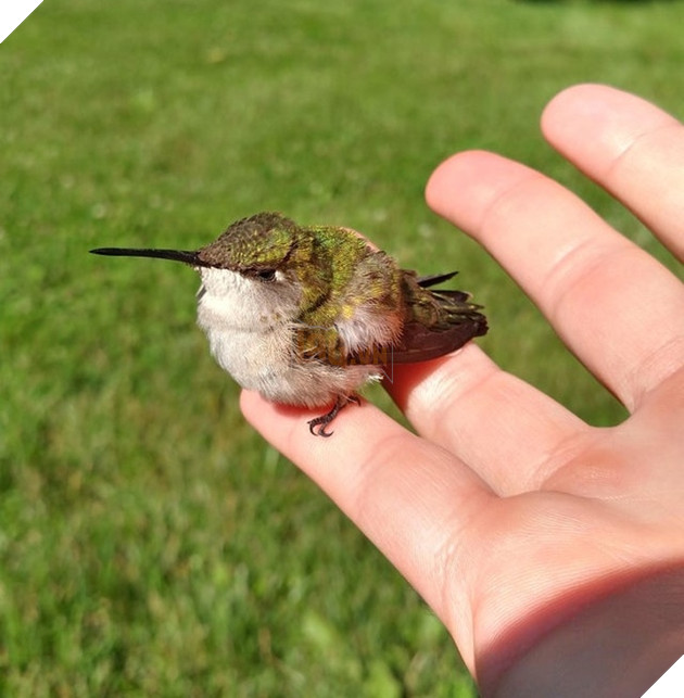 21 hình ảnh các bé động vật được sống trong sự yêu thương của con người khiến cho bạn cảm thấy ấm lòng 19