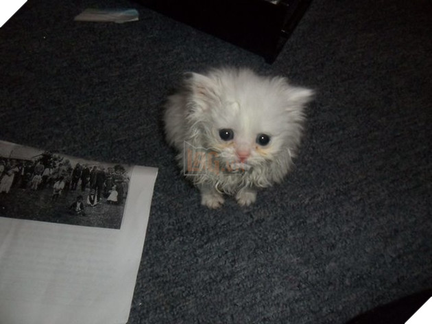 21 hình ảnh các bé động vật được sống trong sự yêu thương của con người khiến cho bạn cảm thấy ấm lòng 20