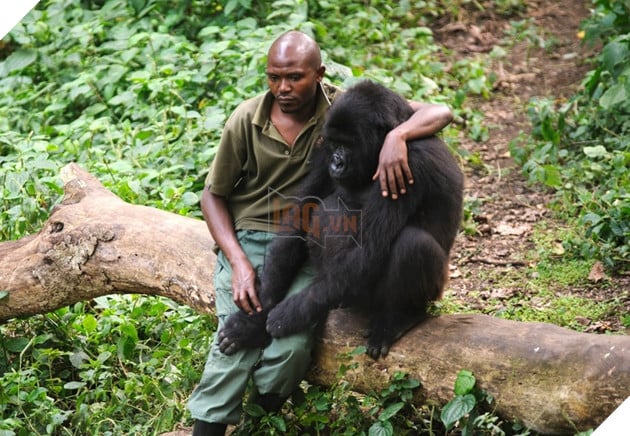 21 hình ảnh các bé động vật được sống trong sự yêu thương của con người khiến cho bạn cảm thấy ấm lòng