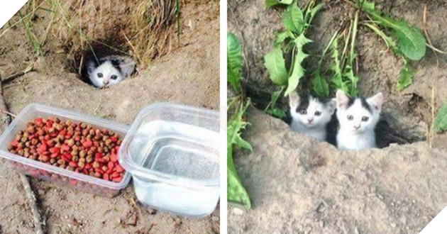 21 hình ảnh các bé động vật được sống trong sự yêu thương của con người khiến cho bạn cảm thấy ấm lòng 3