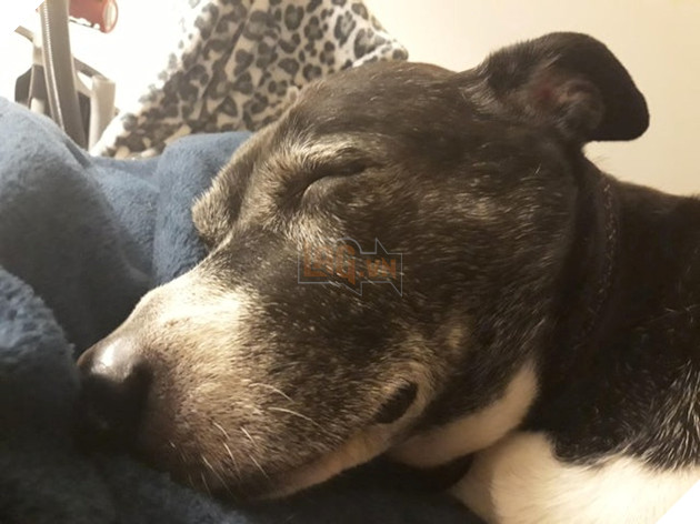 21 hình ảnh các bé động vật được sống trong sự yêu thương của con người khiến cho bạn cảm thấy ấm lòng 9