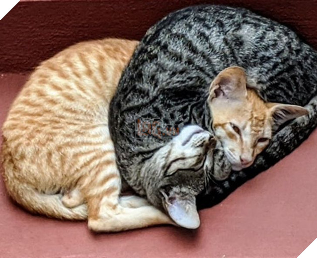 20 hình ảnh các bé động vật dễ thương ngủ chung với nhau khiến cho bạn thấy ấm lòng. 10