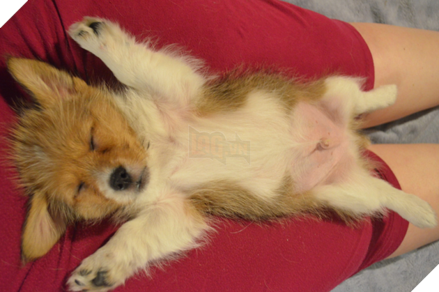 20 hình ảnh các bé động vật dễ thương ngủ chung với nhau khiến cho bạn thấy ấm lòng. 11