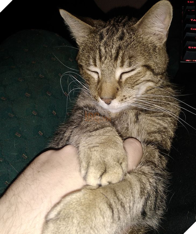 20 hình ảnh các bé động vật dễ thương ngủ chung với nhau khiến cho bạn thấy ấm lòng. 12