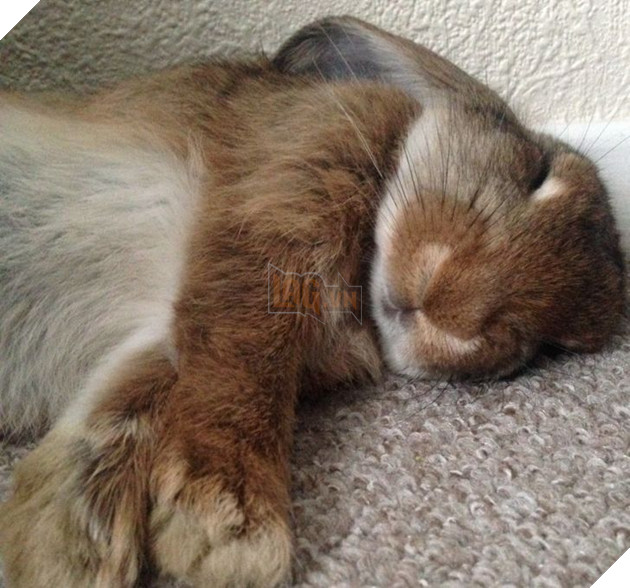 20 hình ảnh các bé động vật dễ thương ngủ chung với nhau khiến cho bạn thấy ấm lòng. 13