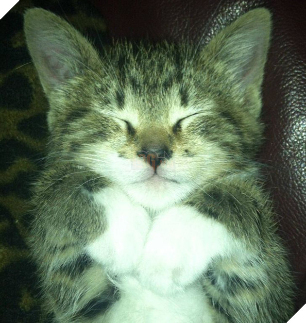 20 hình ảnh các bé động vật dễ thương ngủ chung với nhau khiến cho bạn thấy ấm lòng. 14