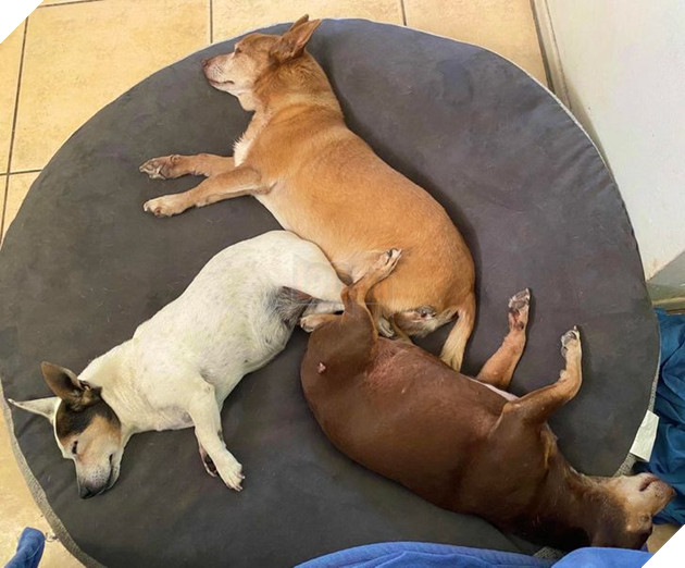 20 hình ảnh các bé động vật dễ thương ngủ chung với nhau khiến cho bạn thấy ấm lòng. 16