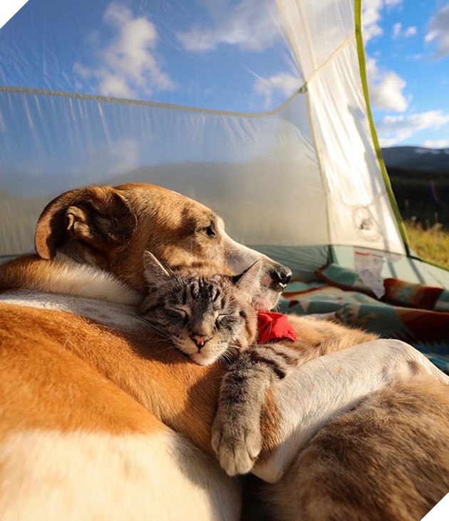 20 hình ảnh các bé động vật dễ thương ngủ chung với nhau khiến cho bạn thấy ấm lòng. 18