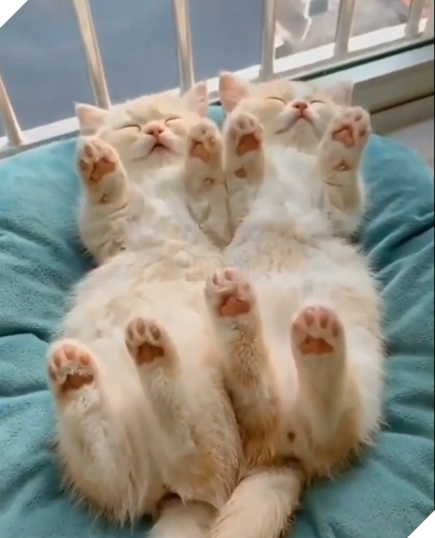 20 hình ảnh các bé động vật dễ thương ngủ chung với nhau khiến cho bạn thấy ấm lòng.