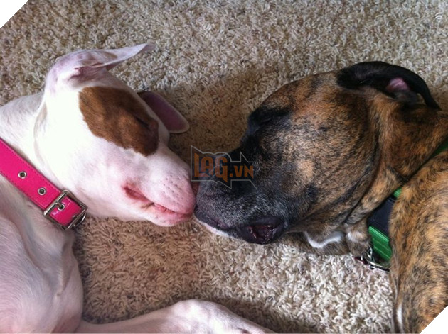 20 hình ảnh các bé động vật dễ thương ngủ chung với nhau khiến cho bạn thấy ấm lòng. 2