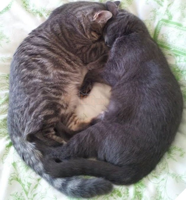 20 hình ảnh các bé động vật dễ thương ngủ chung với nhau khiến cho bạn thấy ấm lòng. 20