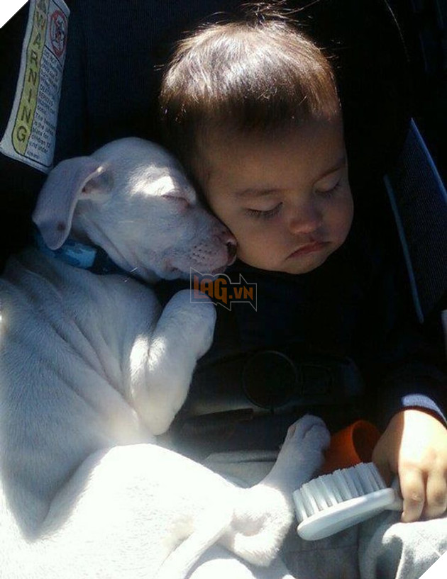 20 hình ảnh các bé động vật dễ thương ngủ chung với nhau khiến cho bạn thấy ấm lòng. 3