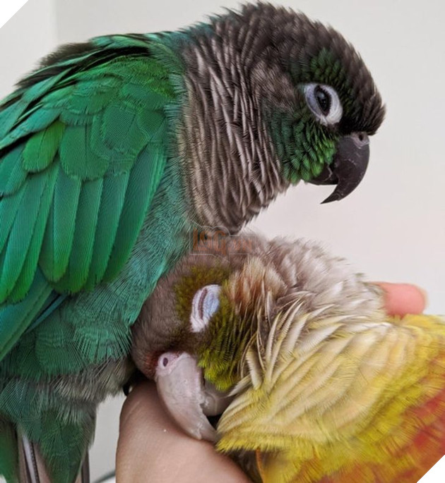 20 hình ảnh các bé động vật dễ thương ngủ chung với nhau khiến cho bạn thấy ấm lòng. 4