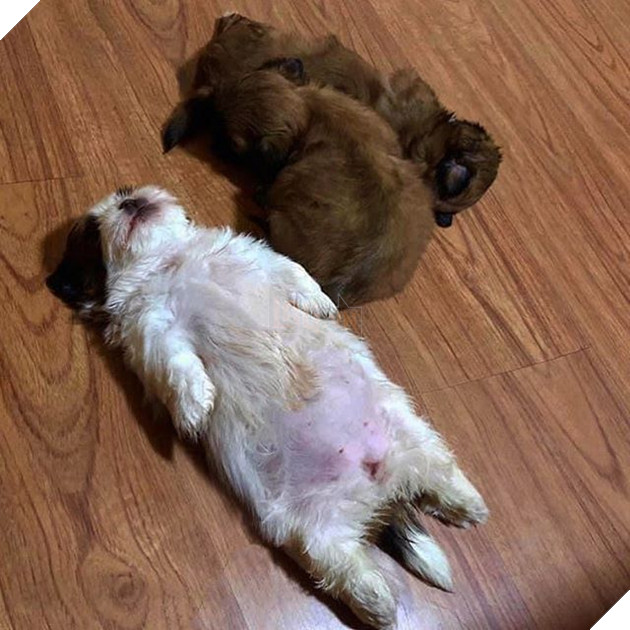 20 hình ảnh các bé động vật dễ thương ngủ chung với nhau khiến cho bạn thấy ấm lòng. 5