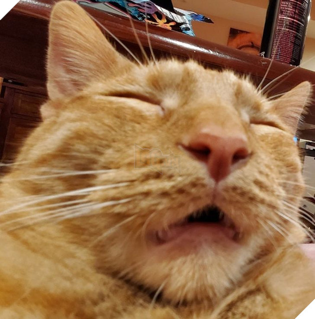 20 hình ảnh các bé động vật dễ thương ngủ chung với nhau khiến cho bạn thấy ấm lòng. 8