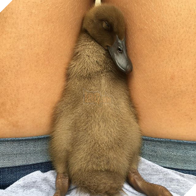 20 hình ảnh các bé động vật dễ thương ngủ chung với nhau khiến cho bạn thấy ấm lòng. 9