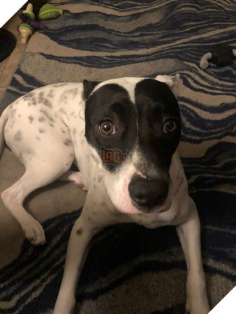 Đắng lòng dàn băng trò chơi điện tử giá hơn 30 triệu đồng bị chú cún cưng cắt nát bươm 2