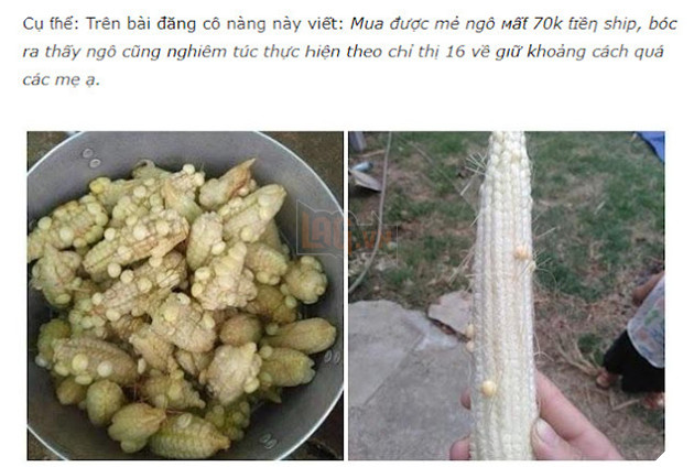 Ngô ít hạt là gì? Ngô ít hạt là gì trên facebook? 2