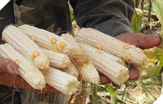 cac bo phan cua bap ngo,cac vung trong ngo chinh o viet nam,mot cay ngo co may bap,cay ngo ra nhieu bap,cau tao cua bap ngo,qua ngo,qua ngo hay bap ngo,phan au cua trai bap,Các bộ phận của bắp ngô,Các vùng trồng ngô chính ở Việt Nam,Một cây ngô có máy bắp,Cây ngô ra nhiều bắp,Cấu tạo của bắp ngô,Quả ngô