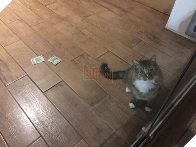 Những dấu hiệu và cách để cho một con mèo yêu quý bạn nhiều hơn 7