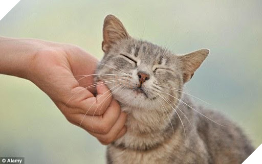 Những dấu hiệu và cách để cho một con mèo yêu quý bạn nhiều hơn 2