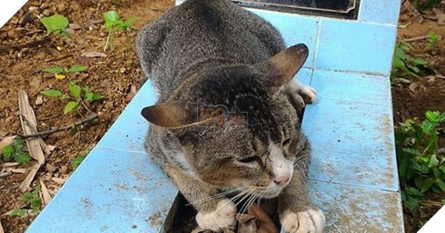 Những dấu hiệu và cách để cho một con mèo yêu quý bạn nhiều hơn 8