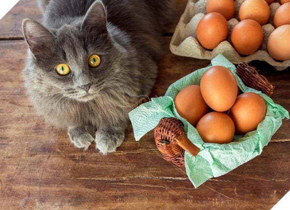 Những dấu hiệu và cách để cho một con mèo yêu quý bạn nhiều hơn 3