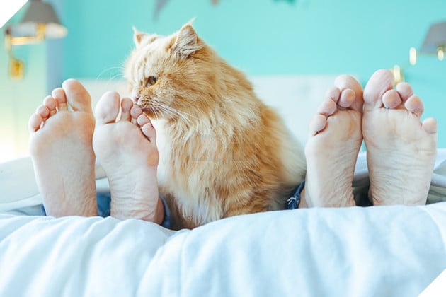 Những dấu hiệu và cách để cho một con mèo yêu quý bạn nhiều hơn 5