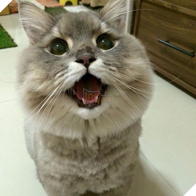 Mê xỉu với mèo béo như khủng long tẩm bột nhưng suốt ngày nũng nịu đeo ba lô cute 9