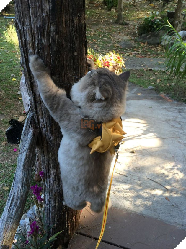 Mê xỉu với mèo béo như khủng long tẩm bột nhưng suốt ngày nũng nịu đeo ba lô cute 4