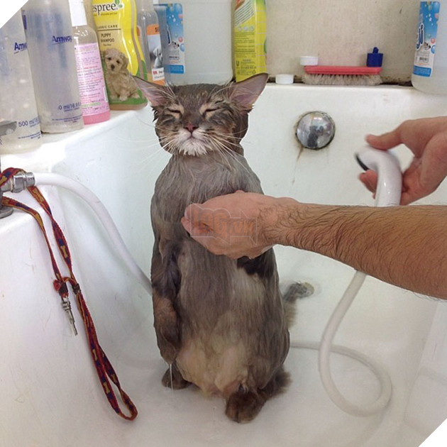 Mê xỉu với mèo béo như khủng long tẩm bột nhưng suốt ngày nũng nịu đeo ba lô cute 2